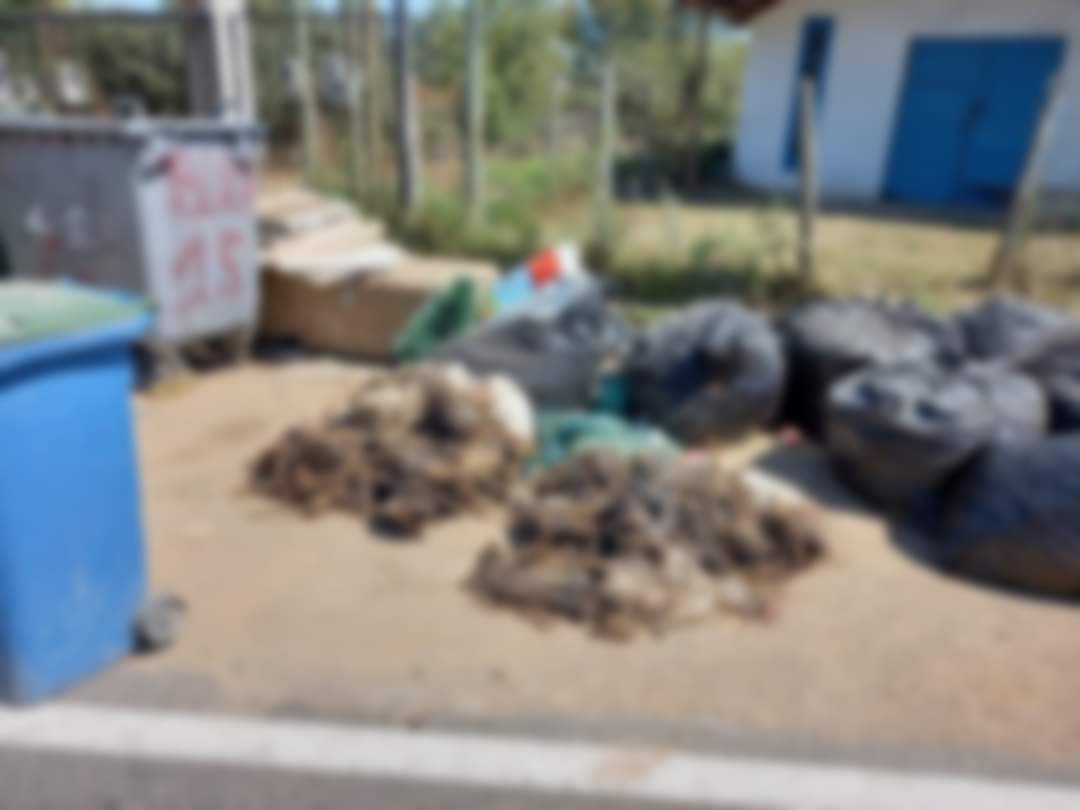 VECINOS DEL SECTOR DE EL MOLINO MOLESTOS POR PRECENCIA DE BOLSAS CON AVES MUERTAS EN EL SECTOR