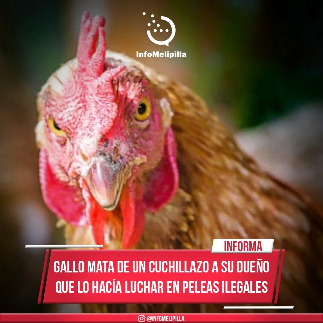 Gallo mata de un cuchillazo a su dueño que lo hacía luchar en peleas ilegales