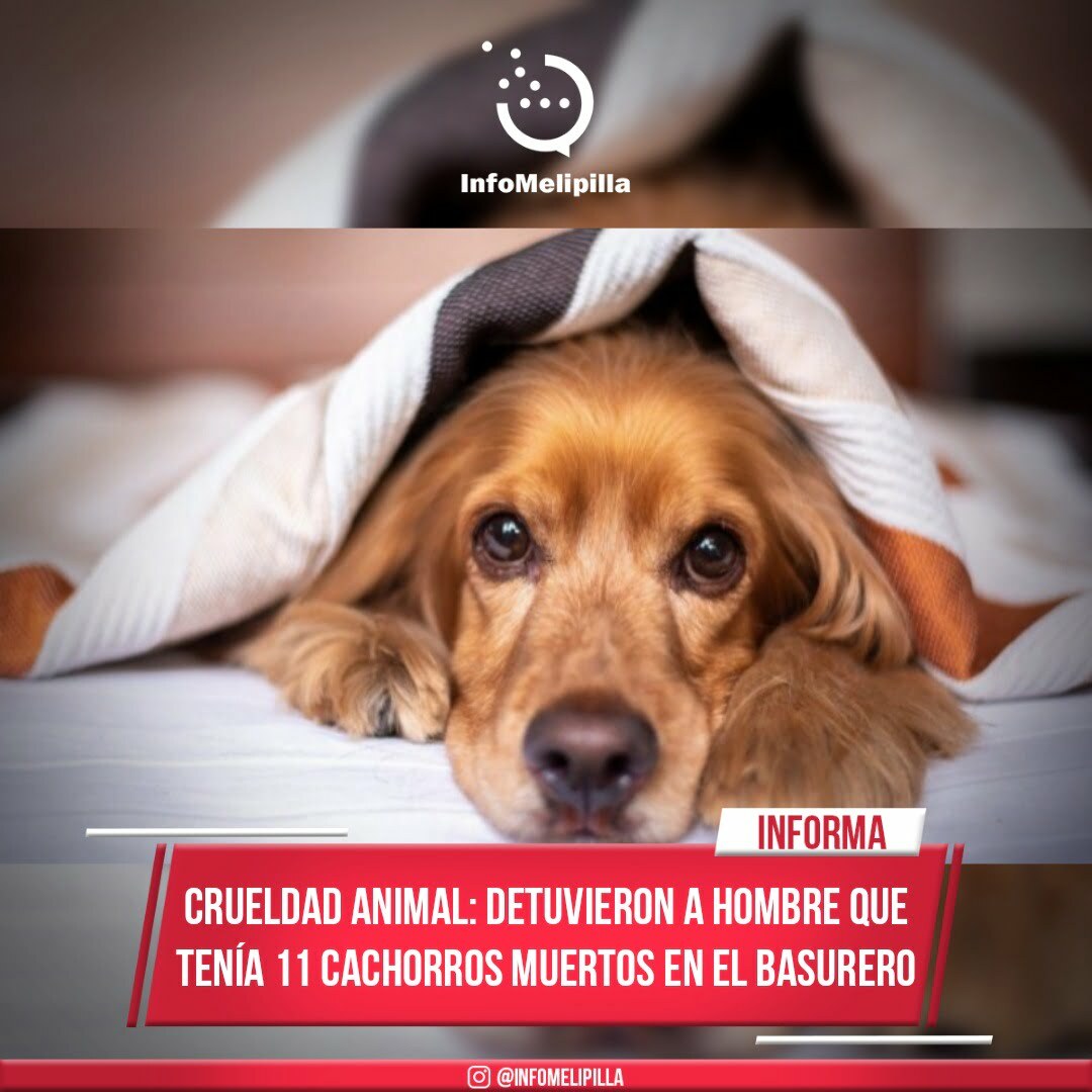 Crueldad animal: Detuvieron a hombre que tenía 11 cachorros muertos en el basurero