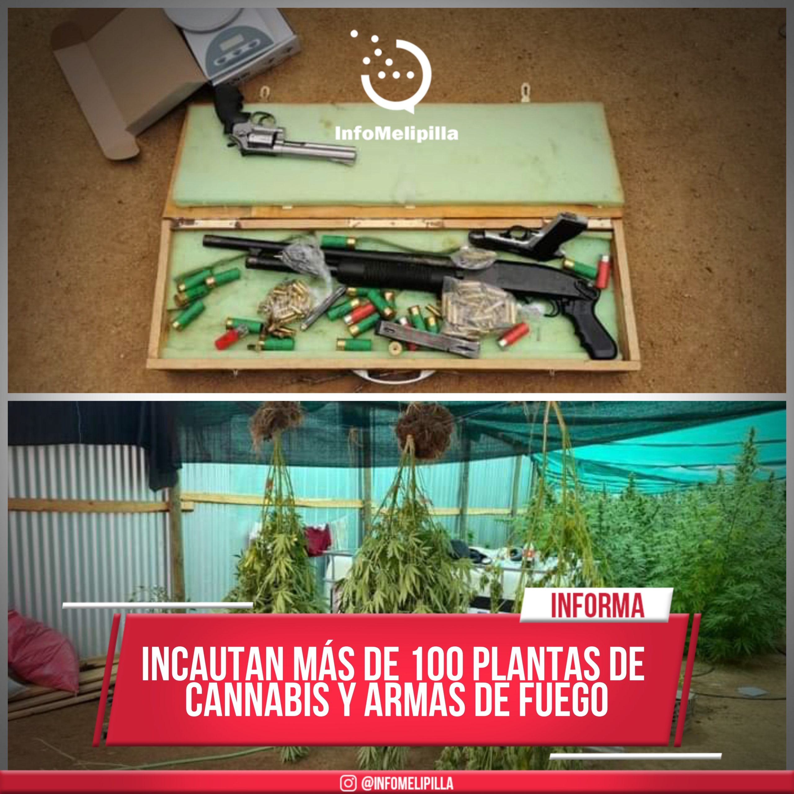 Incautan más de 100 plantas de Cannabis en curacavi