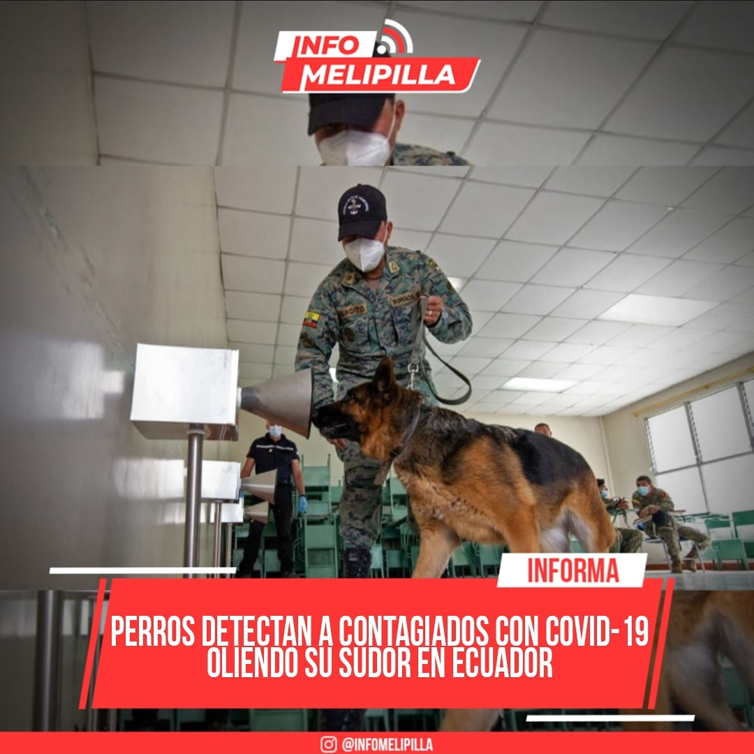 Perros detectan a contagiados con el COVID-19 oliendo su sudor en Ecuador