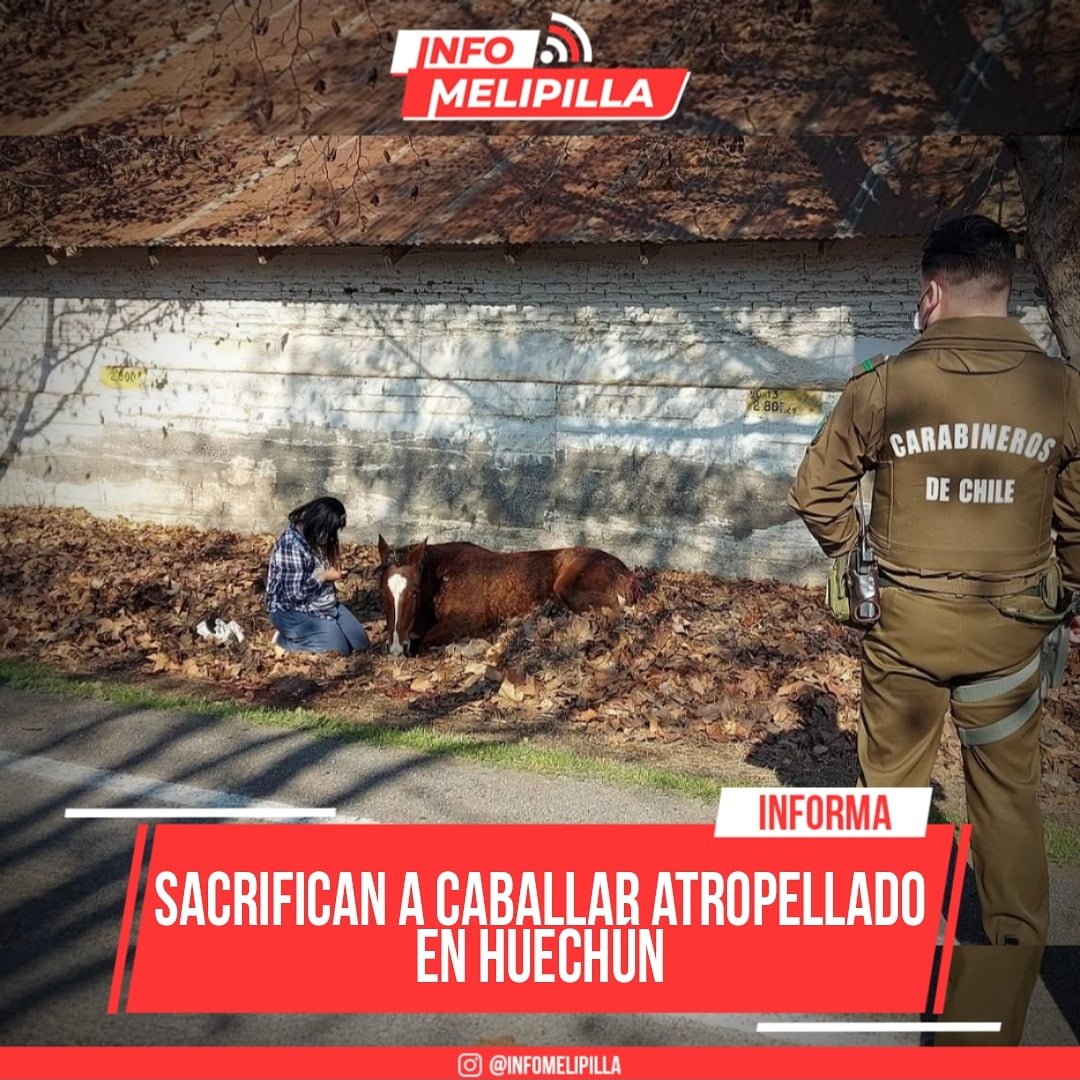 Sacrifican a caballar atropellado en Huechún
