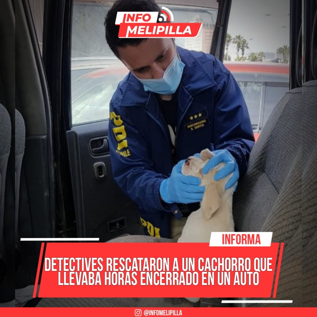 Arica: Detectives rescataron a un cachorro que llevaba horas encerrado en un auto