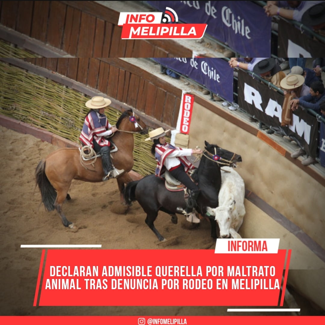 Declaran admisible querella por maltrato animal tras denuncia por rodeo en Melipilla