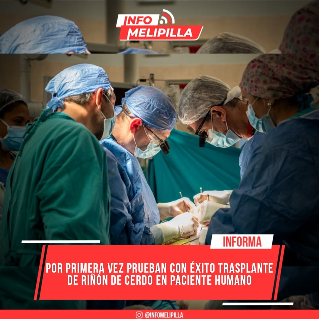 Por primera vez prueban con éxito trasplante de riñón de cerdo en paciente humano