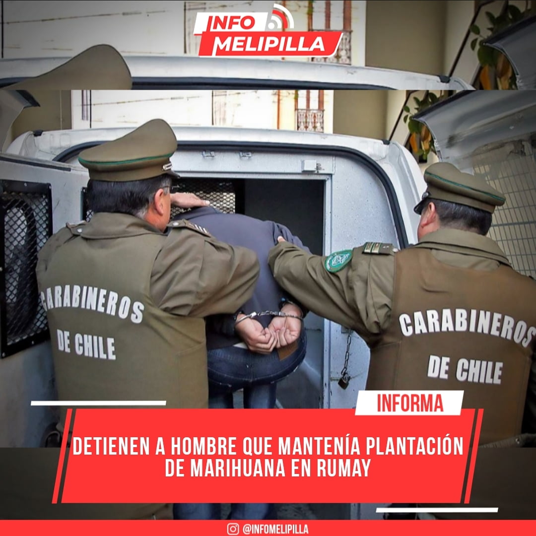Detienen a hombre que mantenía plantación de marihuana en Rumay