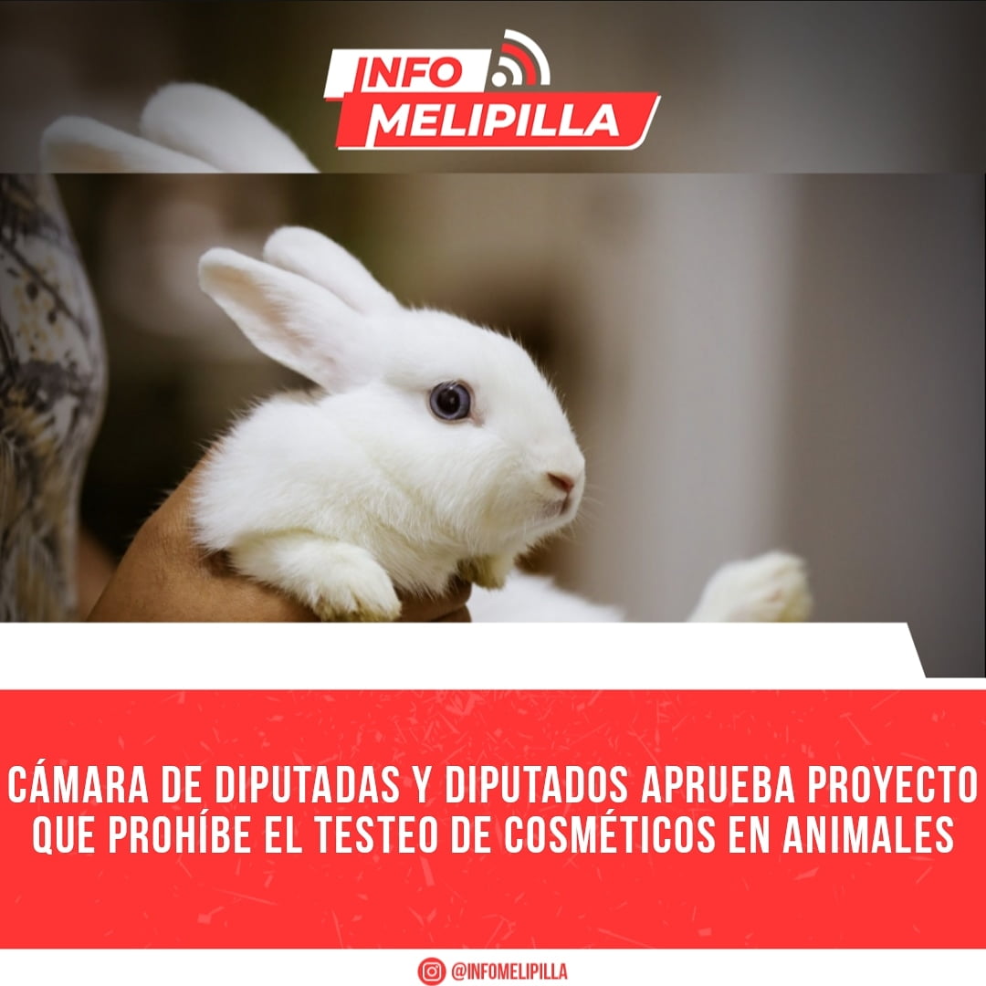 Cámara de Diputadas y Diputados aprueba proyecto que prohíbe el testeo de cosméticos en animales