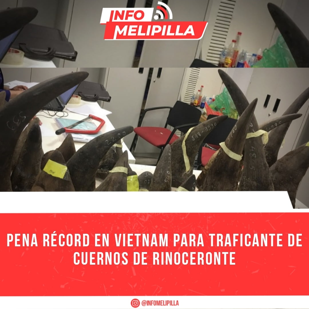 Pena récord en Vietnam para traficante de cuernos de rinoceronte