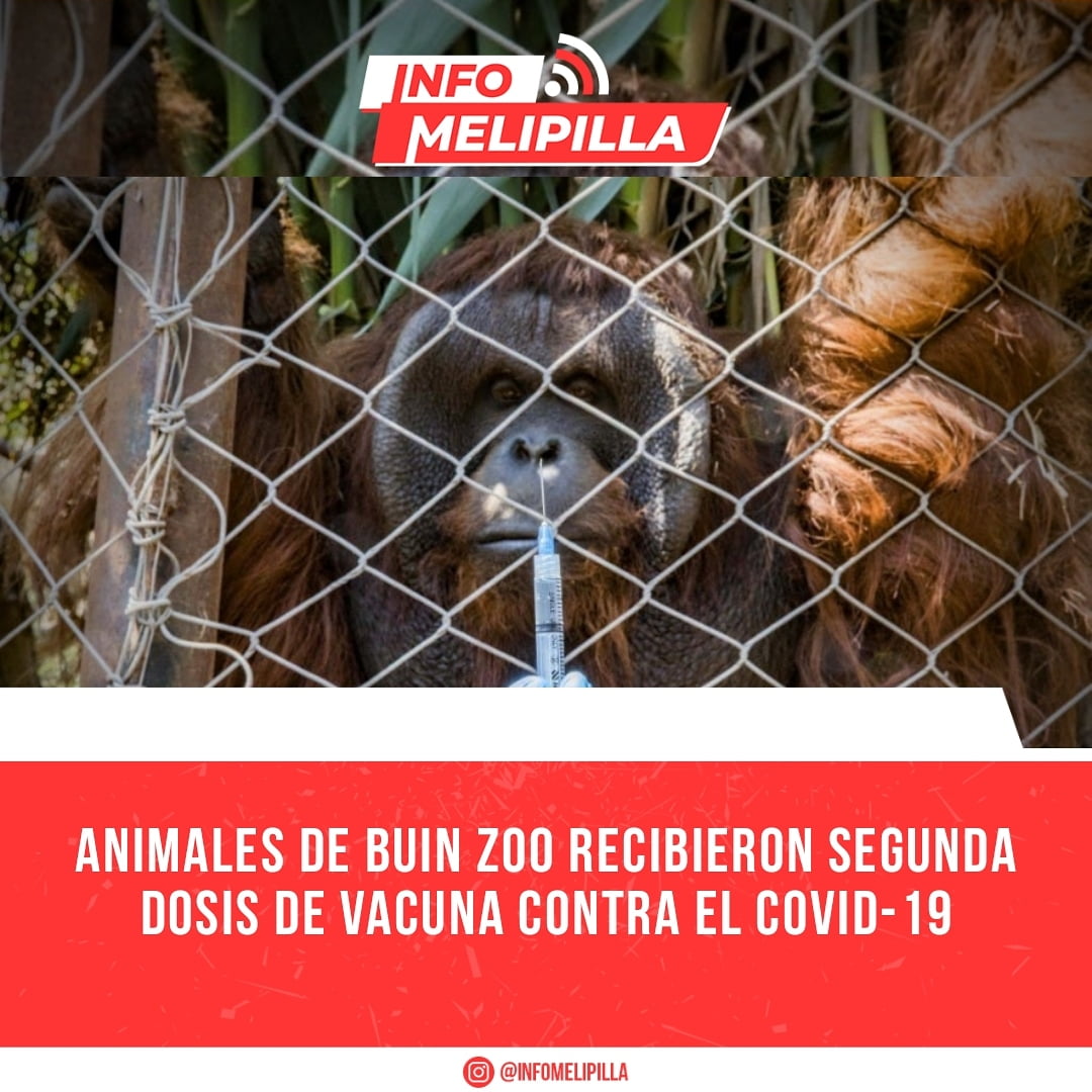 Animales de Buin Zoo recibieron segunda dosis de vacuna contra el COVID-19