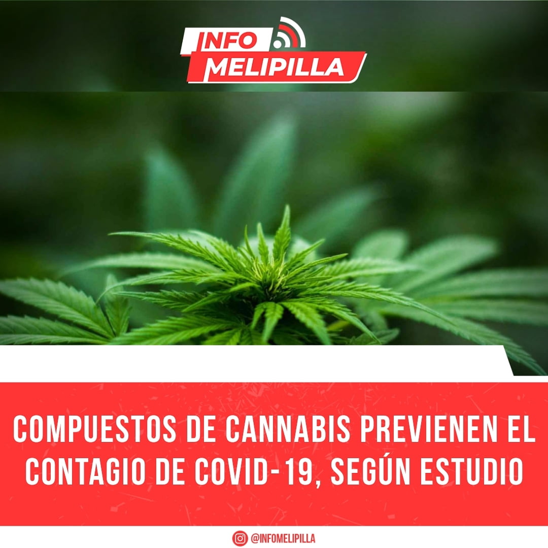 Compuestos de cannabis previenen el contagio de Covid-19, según estudio