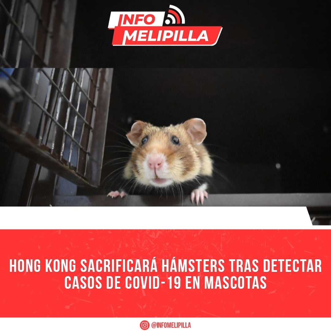 Hong Kong sacrificará hámsters tras detectar casos de COVID-19 en mascotas
