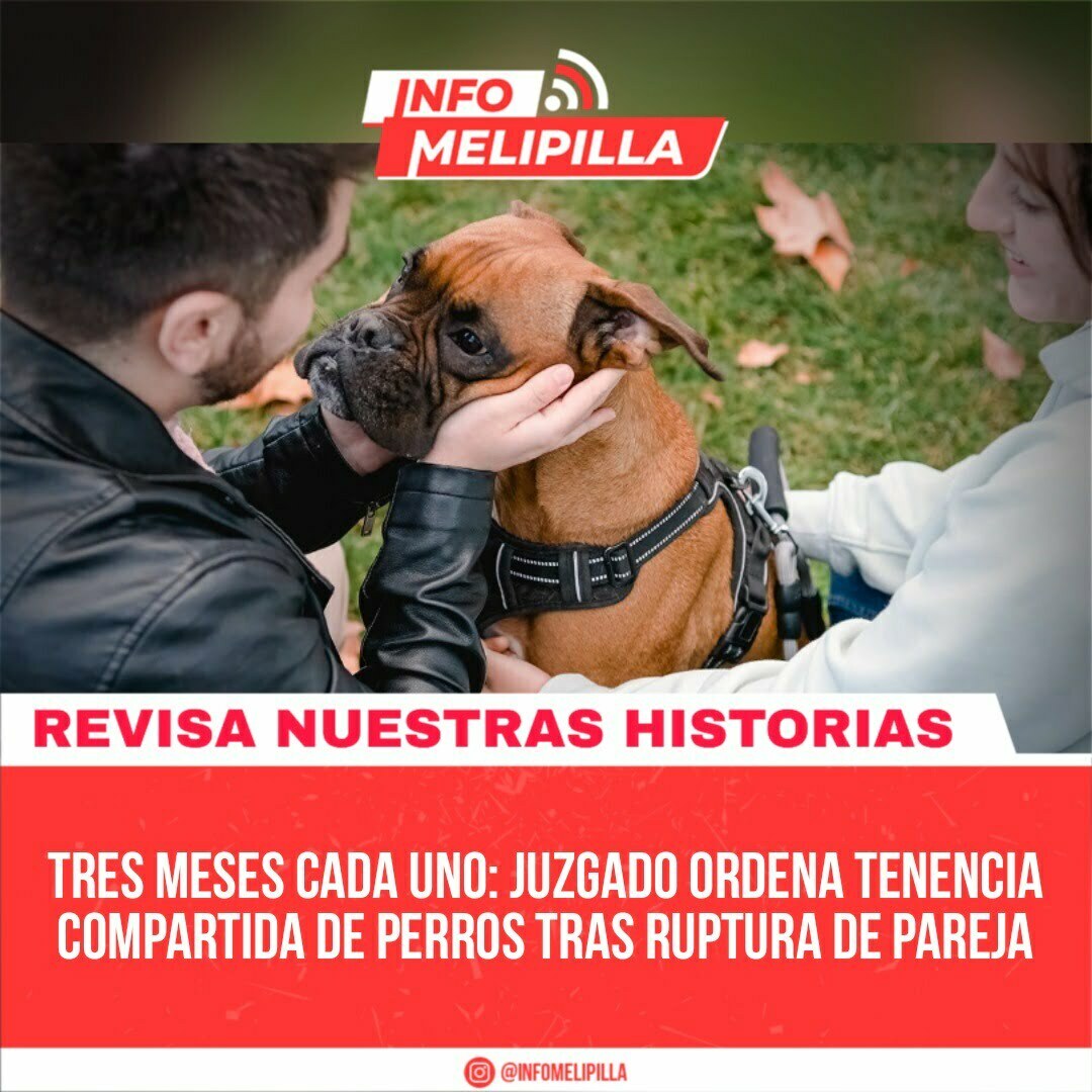 Tres meses cada uno: Juzgado ordena tenencia compartida de perros tras ruptura de pareja