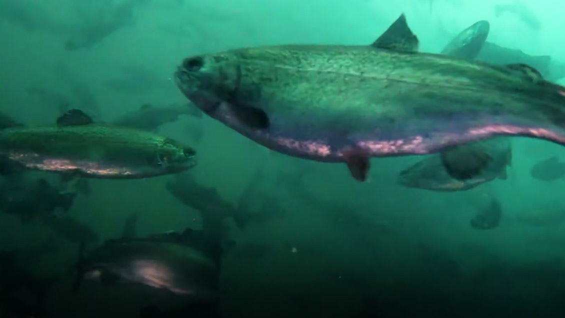Industria salmonera afirma que proyecto de áreas protegidas "sería un torpedo" para el sector